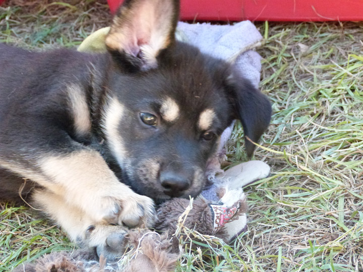 chinook dog